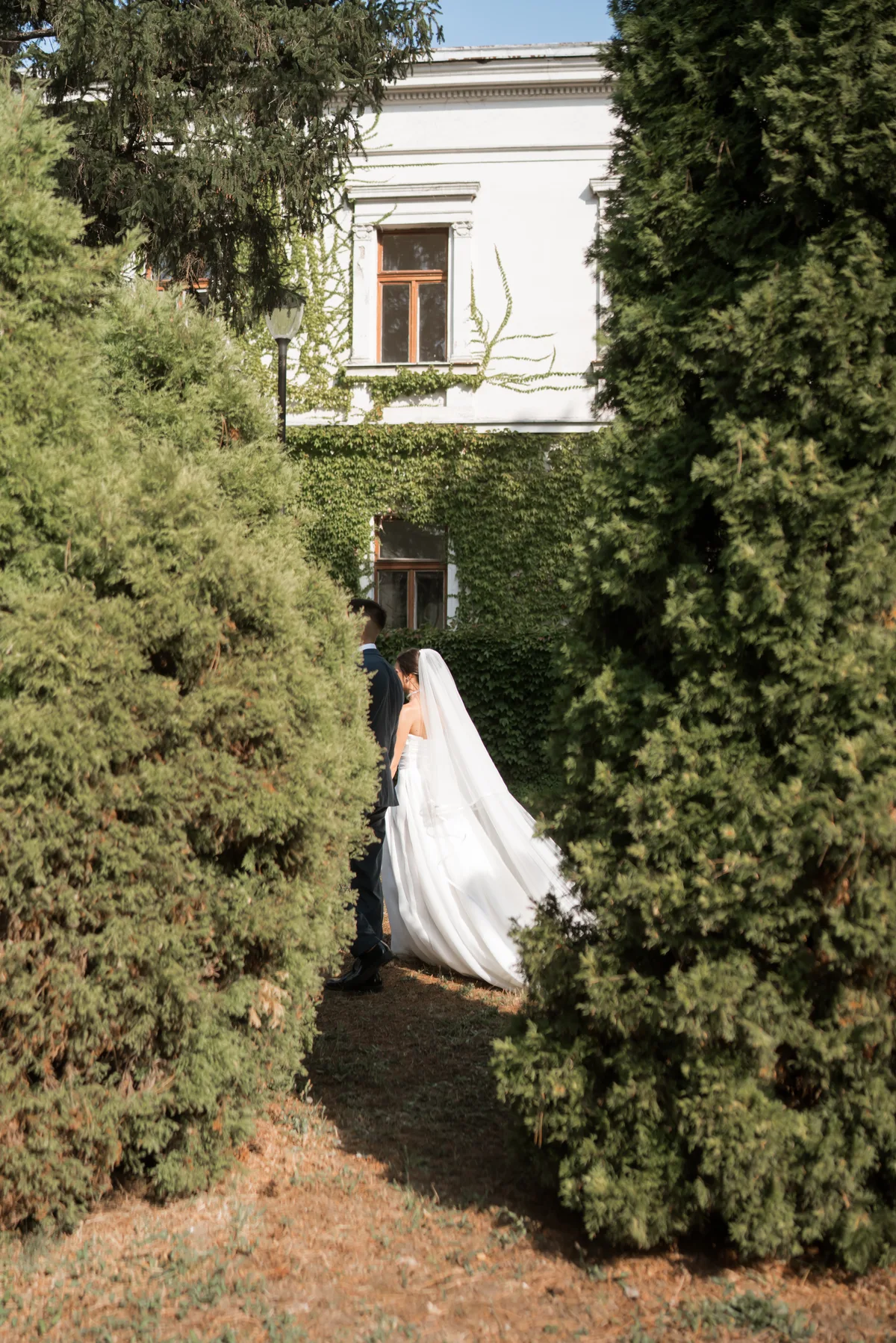 Mlada između zelenih živica